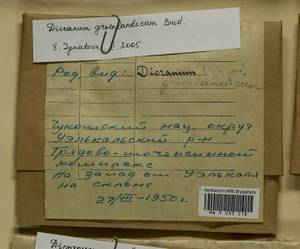 Dicranum groenlandicum Brid., Bryophytes, Bryophytes - Chukotka & Kamchatka (B21) (Russia)