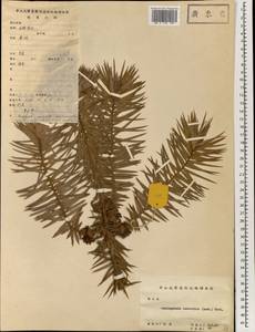 Cunninghamia lanceolata (Lamb.) Hook., South Asia, South Asia (Asia outside ex-Soviet states and Mongolia) (ASIA) (China)