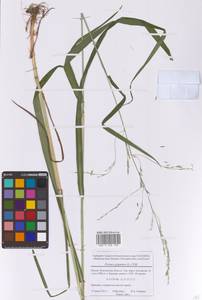 Lolium giganteum (L.) Darbysh., Eastern Europe, Moscow region (E4a) (Russia)
