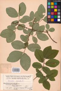 Lonicera caerulea L., Eastern Europe, Northern region (E1) (Russia)