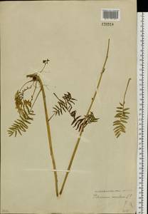 Polemonium caeruleum L., Siberia, Baikal & Transbaikal region (S4) (Russia)