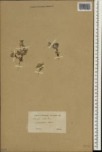 Bombycilaena erecta (L.) Smoljan., South Asia, South Asia (Asia outside ex-Soviet states and Mongolia) (ASIA) (Syria)