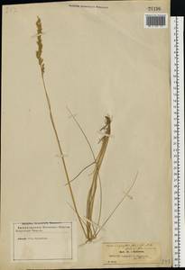 Achnatherum calamagrostis (L.) P.Beauv., Eastern Europe, North-Western region (E2) (Russia)