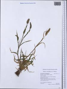 Setaria verticillata (L.) P.Beauv., Western Europe (EUR) (Greece)