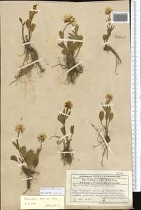 Ranunculus altaicus Laxm., Middle Asia, Dzungarian Alatau & Tarbagatai (M5) (Kazakhstan)