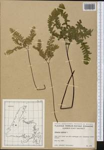 Adiantum pedatum L., America (AMER) (Canada)