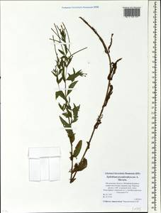 Epilobium pseudorubescens A. K. Skvortsov, Eastern Europe, Moscow region (E4a) (Russia)