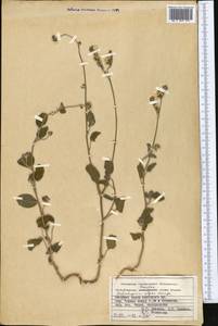 Heliotropium olgae Bunge, Middle Asia, Pamir & Pamiro-Alai (M2) (Kyrgyzstan)