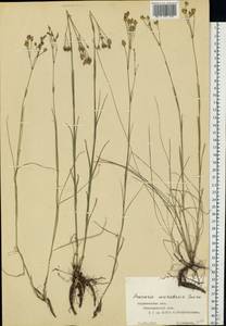 Eremogone saxatilis (L.) Ikonn., Eastern Europe, Central forest-and-steppe region (E6) (Russia)