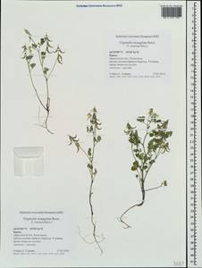 Trigonella strangulata Boiss., Crimea (KRYM) (Russia)