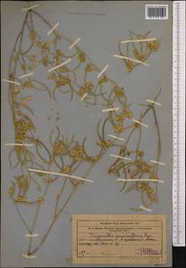 Trigonella geminiflora Bunge, Middle Asia, Muyunkumy, Balkhash & Betpak-Dala (M9) (Kazakhstan)
