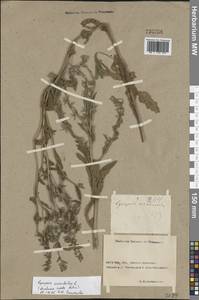 Lycopsis arvensis subsp. orientalis (L.) Kusn., Eastern Europe, Rostov Oblast (E12a) (Russia)