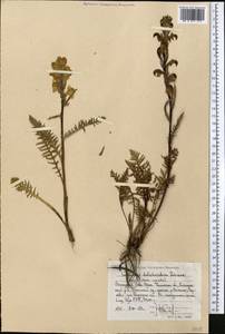 Pedicularis dolichorhiza Schrenk, Middle Asia, Western Tian Shan & Karatau (M3) (Uzbekistan)