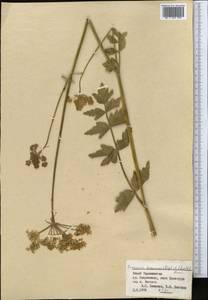 Semenovia dasycarpa (Regel & Schmalh.) Korovin ex Pimenov & V. N. Tikhom., Middle Asia, Pamir & Pamiro-Alai (M2) (Tajikistan)