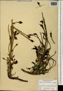 Meconopsis aculeata Royle, South Asia, South Asia (Asia outside ex-Soviet states and Mongolia) (ASIA) (India)