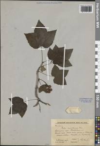 Ribes mandshuricum (Maxim.) Kom., Siberia, Russian Far East (S6) (Russia)