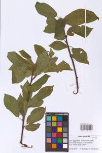 Prunus padus L., Eastern Europe, Eastern region (E10) (Russia)