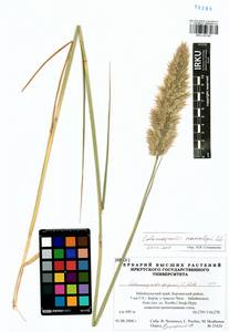 Calamagrostis macrolepis Litv., Siberia, Baikal & Transbaikal region (S4) (Russia)