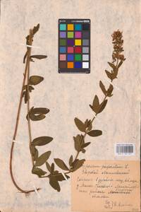 Hypericum hirsutum L., Eastern Europe, Central region (E4) (Russia)