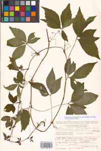 Parthenocissus quinquefolia (L.) Planch., Eastern Europe, Moscow region (E4a) (Russia)