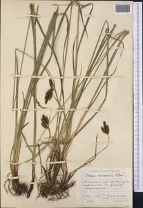 Carex caucasica Steven, Middle Asia, Northern & Central Tian Shan (M4) (Kazakhstan)