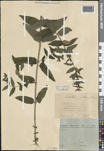 Scutellaria galericulata L., Eastern Europe, Central forest region (E5) (Russia)