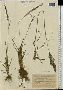 Agrostis gigantea Roth, Eastern Europe, West Ukrainian region (E13) (Ukraine)