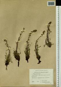 Artemisia borealis Pall., Siberia, Western Siberia (S1) (Russia)