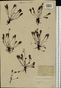 Drosera × obovata Mert. & W. D. J. Koch, Eastern Europe, Central forest-and-steppe region (E6) (Russia)