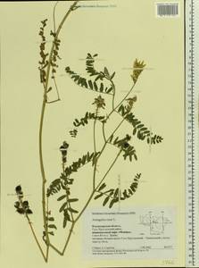 Astragalus cicer L., Eastern Europe, Central region (E4) (Russia)