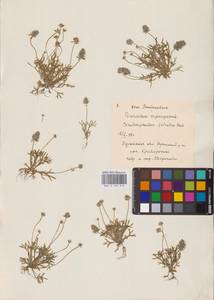 Ceratocephala falcata (L.) Cramer, Eastern Europe, North Ukrainian region (E11) (Ukraine)