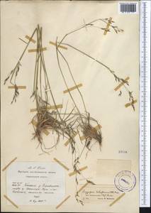 Piptatherum songaricum (Trin. & Rupr.) Roshev., Middle Asia, Pamir & Pamiro-Alai (M2) (Tajikistan)