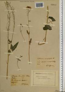 Cardamine macrophylla Willd., Siberia, Baikal & Transbaikal region (S4) (Russia)