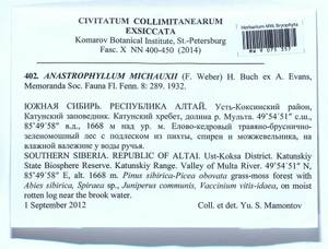 Anastrophyllum michauxii (F. Weber) H. Buch, Bryophytes, Bryophytes - Western Siberia (including Altai) (B15) (Russia)