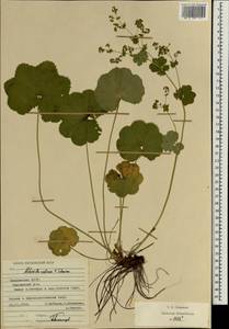 Alchemilla ventiana V. N. Tikhom., Eastern Europe, Middle Volga region (E8) (Russia)