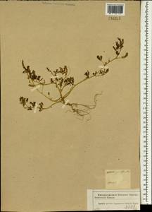 Melilotus indicus (L.)All., South Asia, South Asia (Asia outside ex-Soviet states and Mongolia) (ASIA) (Iran)