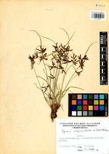 Cyperus flavidus Retz., Siberia, Baikal & Transbaikal region (S4) (Russia)