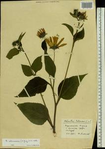 Helianthus tuberosus L., Eastern Europe, Western region (E3) (Russia)