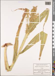 Sorghum bicolor (L.) Moench, Eastern Europe, Central forest-and-steppe region (E6) (Russia)