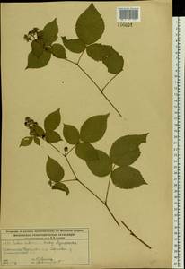 Rubus nessensis Hall, Eastern Europe, Moscow region (E4a) (Russia)