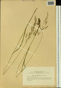 Bromus pumpellianus Scribn., Siberia, Russian Far East (S6) (Russia)
