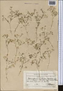 Psammogeton capillifolium (Regel & Schmalh.) Mousavi, Mozaff. & Zarre, Middle Asia, Northern & Central Tian Shan (M4) (Kazakhstan)