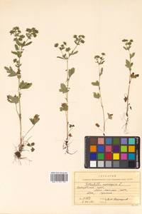 Potentilla norvegica L., Siberia, Russian Far East (S6) (Russia)