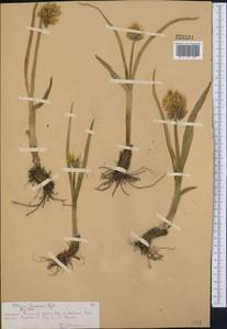 Allium semenovii Regel, Middle Asia, Northern & Central Tian Shan (M4) (Kazakhstan)