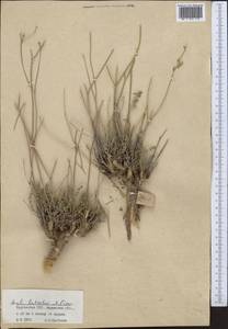 Seseli luteolum Pimenov, Middle Asia, Northern & Central Tian Shan (M4) (Kyrgyzstan)