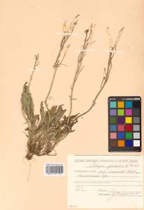 Parrya nudicaulis (L.) Regel, Siberia, Russian Far East (S6) (Russia)