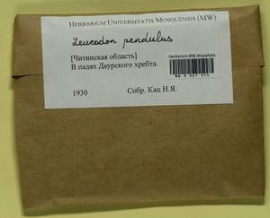 Leucodon pendulus Lindb., Bryophytes, Bryophytes - Baikal & Transbaikal regions (B18) (Russia)