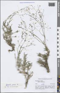 Gypsophila patrinii Ser., Siberia, Altai & Sayany Mountains (S2) (Russia)