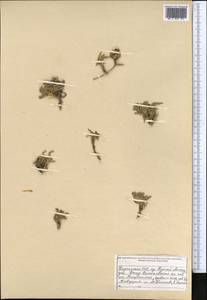 Convolvulus, Middle Asia, Northern & Central Tian Shan (M4) (Kyrgyzstan)