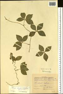 Codonopsis lanceolata (Siebold & Zucc.) Benth. & Hook.f. ex Trautv., Siberia, Russian Far East (S6) (Russia)